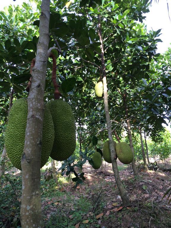 The Durian Lodge At Mekong Cai Be Room photo